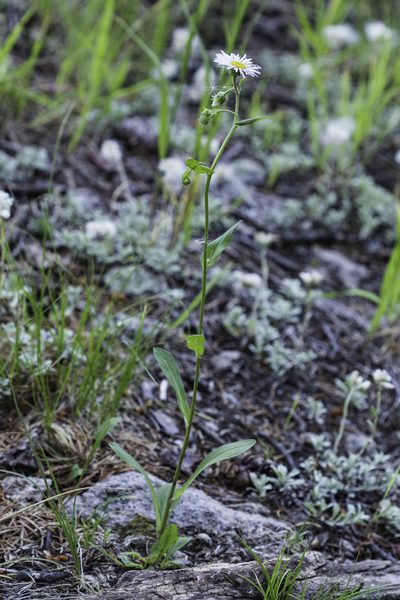 Erigeron eximius, photographed by Craig Martin