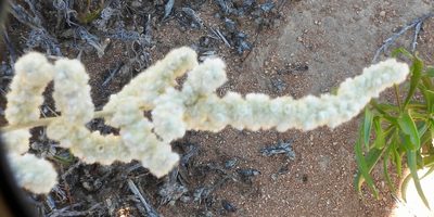 Aerva javanica, photographed by desertnaturalist