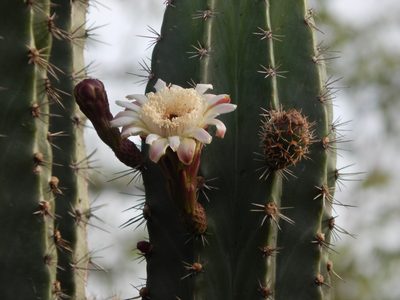 Stenocereus huastecorum, photographed by Martín Márquez