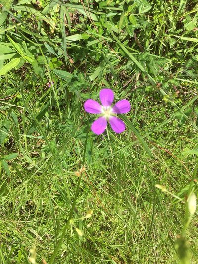 Geranium goldmanii, photographed by Neptalí Ramírez Marcial