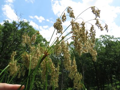 Scirpus pedicellatus, photographed by Katie Kucera