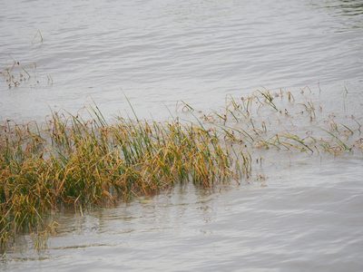 Bolboschoenus planiculmis, photographed by 葉子