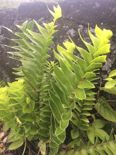 Nephrolepis abrupta, photographed by Ryan McMinds