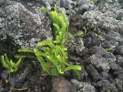 Nephrolepis abrupta, photographed by Ryan McMinds