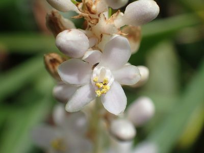 Liriope spicata, photographed by 葉子