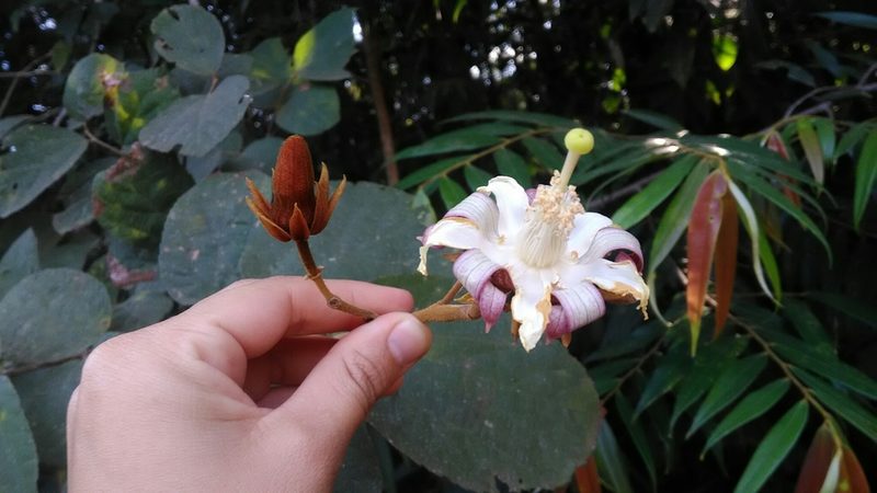 Luehea grandiflora, photographed by Márcia Martins