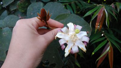 Luehea grandiflora, photographed by Márcia Martins