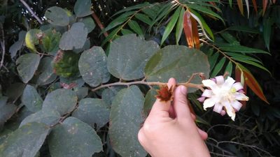 Luehea grandiflora, photographed by Márcia Martins