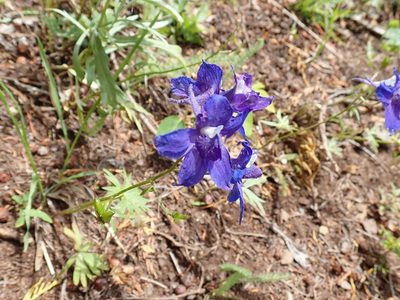 Delphinium glareosum, photographed by John Brew