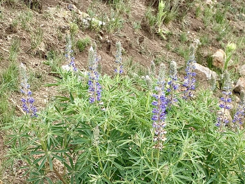 Lupinus sierrae-blancae, photographed by CK2AZ