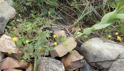 Ranunculus macounii, photographed by mfeaver
