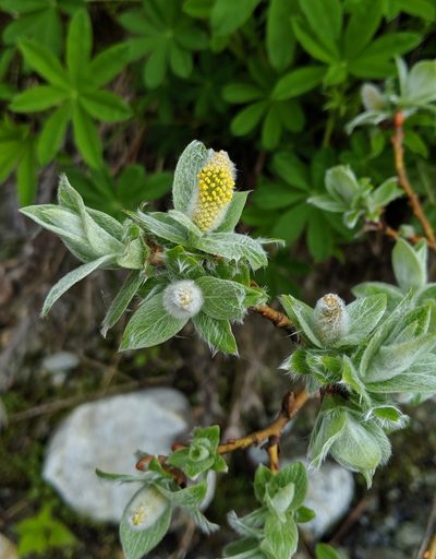 Salix commutata, photographed by Ben Keen