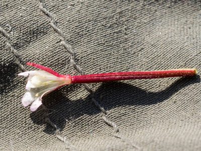 Epilobium hornemannii, photographed by naokitakebayashi