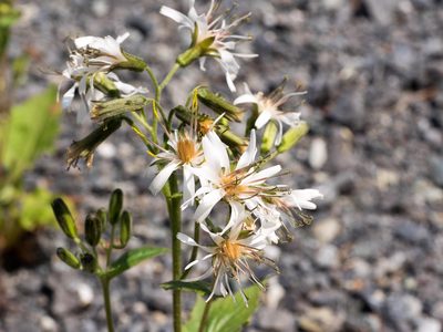 Nabalus alatus, photographed by naokitakebayashi