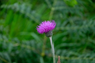 Cirsium dissectum, photographed by Shawn O'Donnell