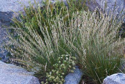 Melica stricta, photographed by Ken-ichi Ueda
