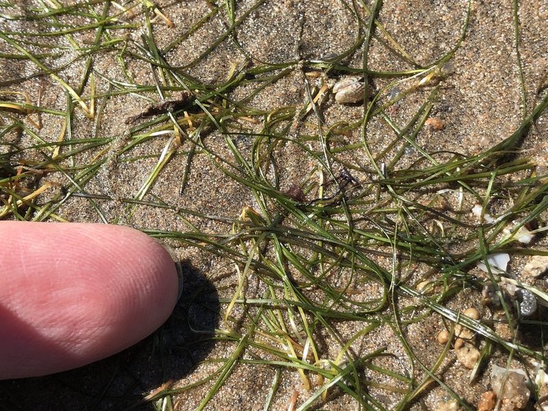 Halodule pinifolia, photographed by elawrey