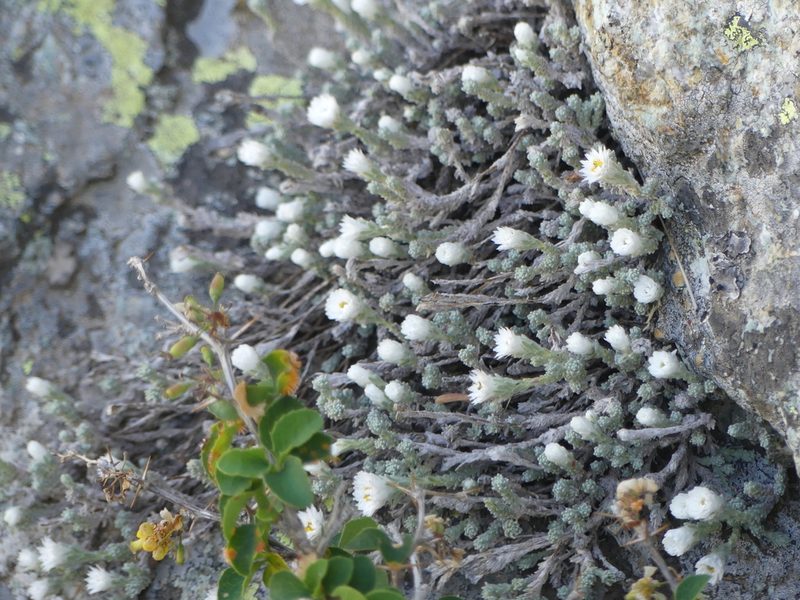 Castroviejoa frigida, photographed by Valentin Moser
