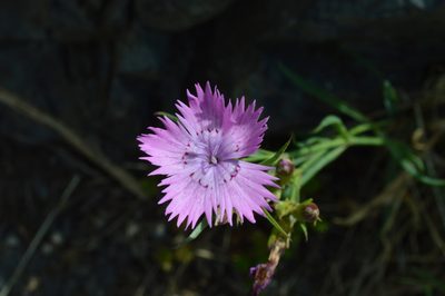 Dianthus seguieri, photographed by Irene Saltini