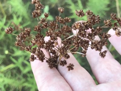 Juncus marginatus, photographed by Meghan Cassidy