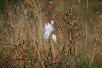 Eriophorum latifolium, photographed by Ina Siebert