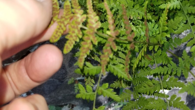 Cystopteris tennesseensis, photographed by Leslie Morris Smith