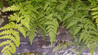 Cystopteris tennesseensis, photographed by Leslie Morris Smith