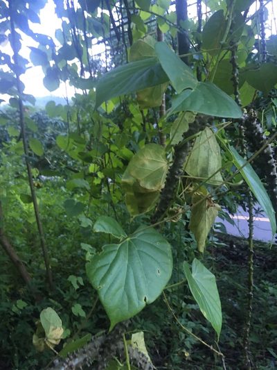 Tinospora crispa, photographed by Tatsutomo Chin