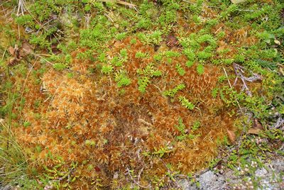 Sphagnum angustifolium, photographed by Ina Siebert