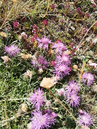 Centaurea ambigua, photographed by Mattia Menchetti