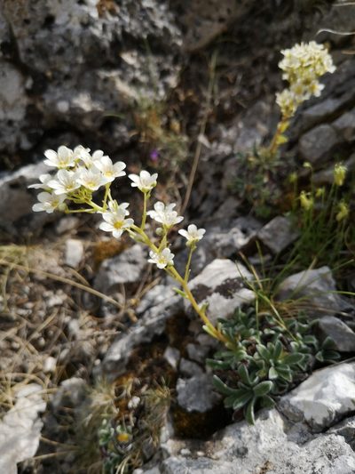 Saxifraga callosa, photographed by Mattia Menchetti