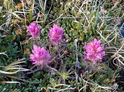 Castilleja haydenii, photographed by rdclark86