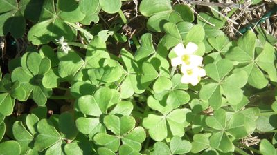 Oxalis compressa, photographed by Shaun Swanepoel