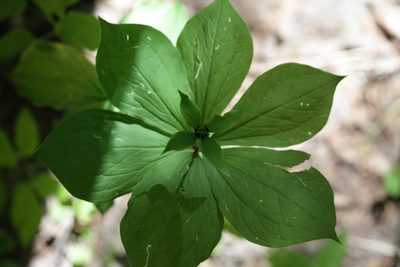 Paris verticillata, photographed by Svyatoslav Knyazev