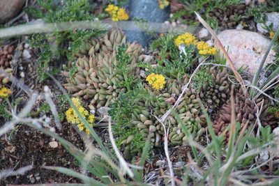 Cymopterus alpinus, photographed by Ashwin Srinivasan