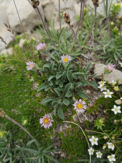 Erigeron epiroticus, photographed by Mattia Menchetti