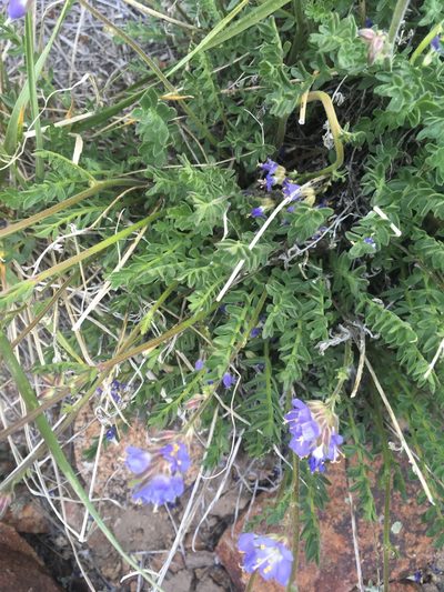 Polemonium nevadense, photographed by Erica Krimmel