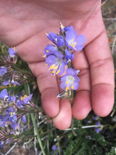 Polemonium nevadense, photographed by Erica Krimmel