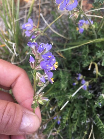 Polemonium nevadense, photographed by Erica Krimmel