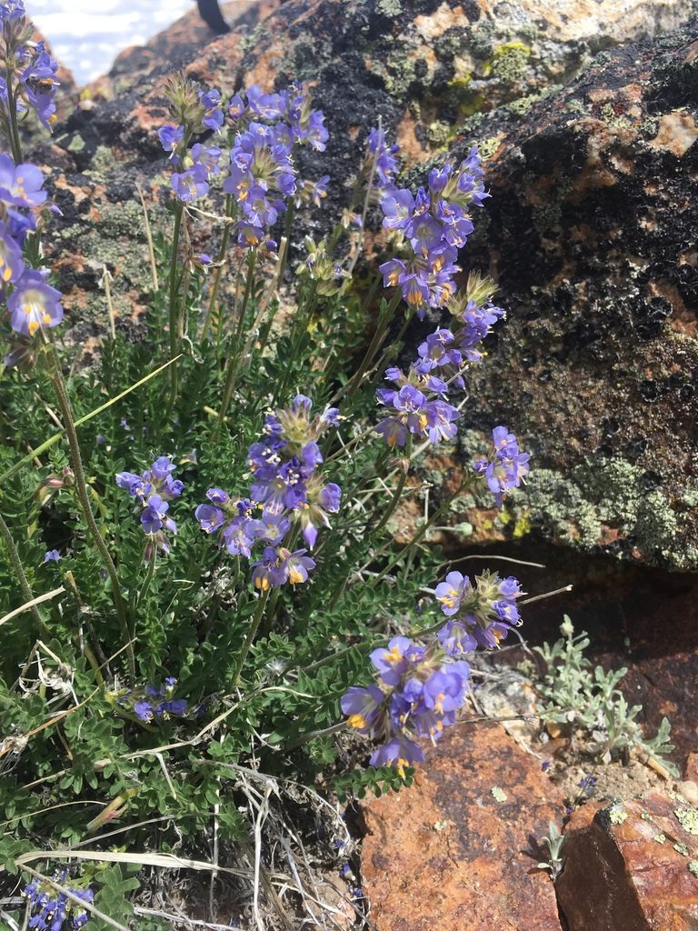 Polemonium nevadense, photographed by Erica Krimmel