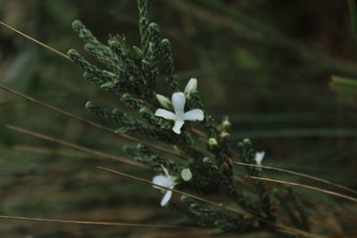 Aragoa cupressina, photographed by Andrés Ramírez-Barrera