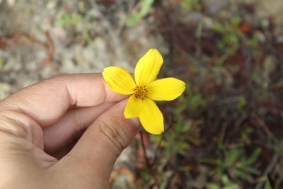 Bidens andicola, photographed by Andrés Ramírez-Barrera