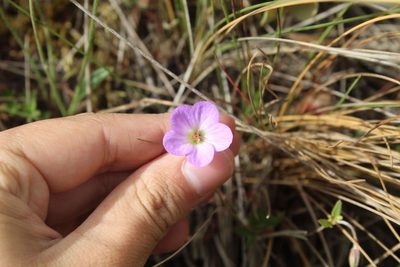 Geranium santanderiense, photographed by Andrés Ramírez-Barrera