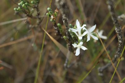 Aragoa cupressina, photographed by Andrés Ramírez-Barrera