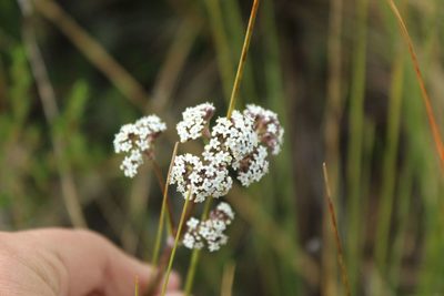 Valeriana pilosa, photographed by Andrés Ramírez-Barrera