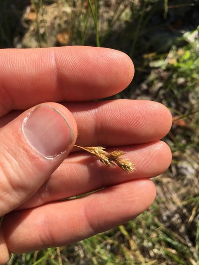 Carex foenea, photographed by Derek