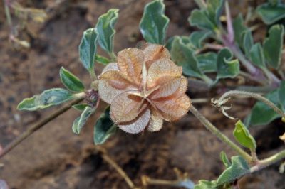 Abronia carnea, photographed by Patty Mitchum