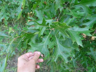 Quercus ellipsoidalis, photographed by Reuven Martin