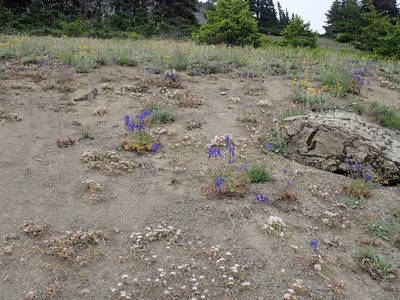 Delphinium glareosum, photographed by John Brew