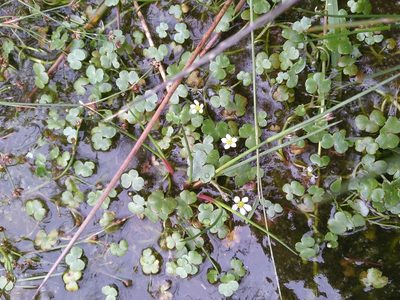 Ranunculus omiophyllus, photographed by timharris